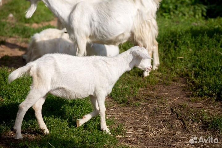 Козлята