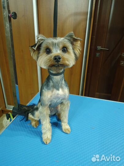 Стрижка собак и кошек