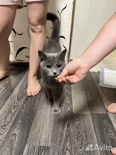 Кошечка в добрые руки