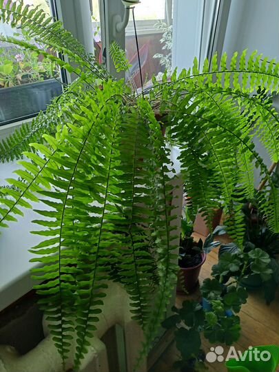 Папоротник нефролепис