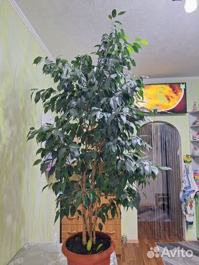 Фикус бенджамина большой