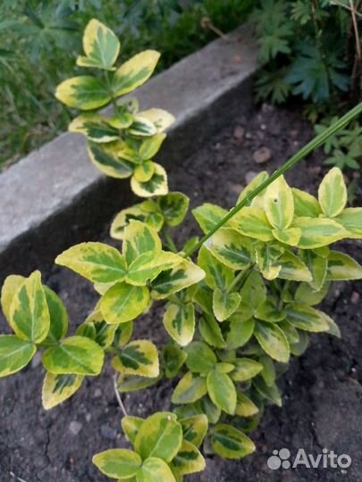 Бересклет форчуна