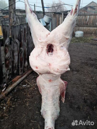 Мясо и живьём баранина