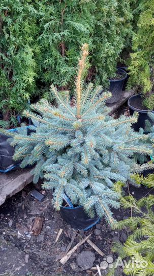 Саженцы ель голубая оптом