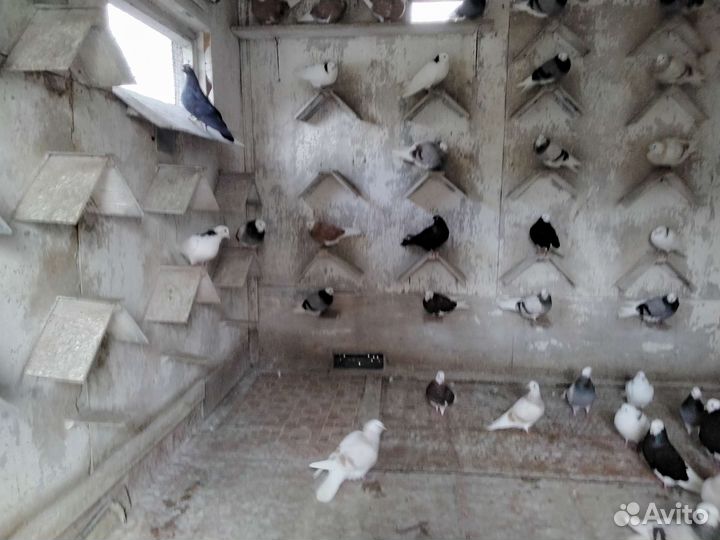 Голуби пермские