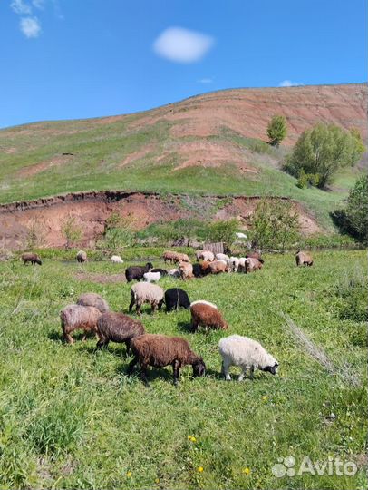 Овцы бараны ягнята