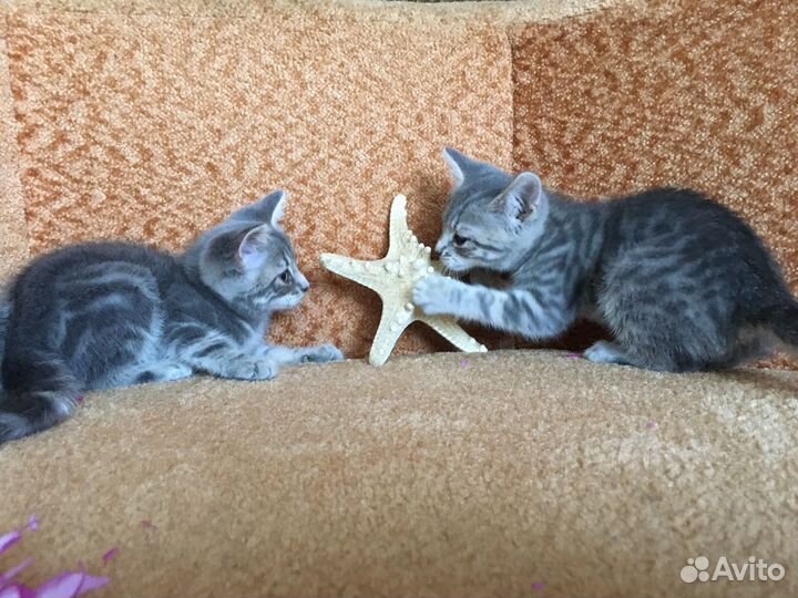 Кошечки-милашки