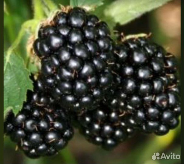 Саженцы Ежевики