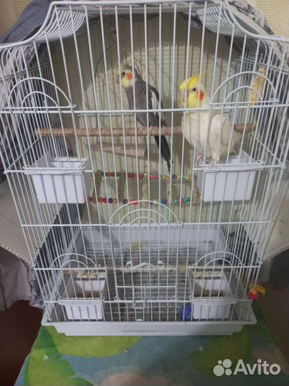 Попугай корелла