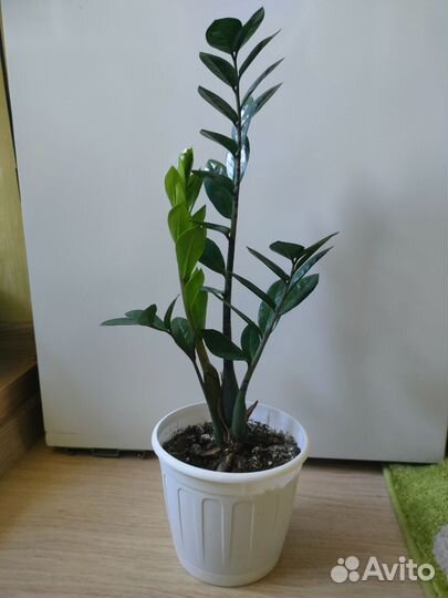 Замиокулькас