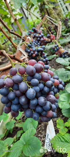 Саженцы винограда