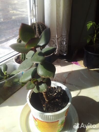 Толстянка Денежное дерево