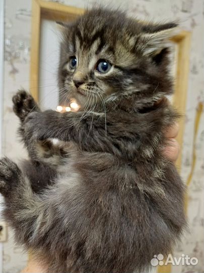 Котенок в дар