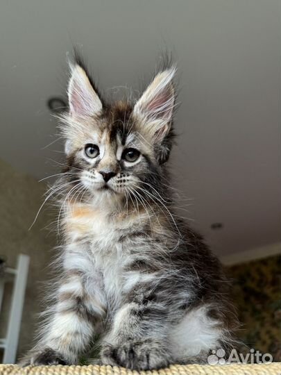 Котёнок полидакт