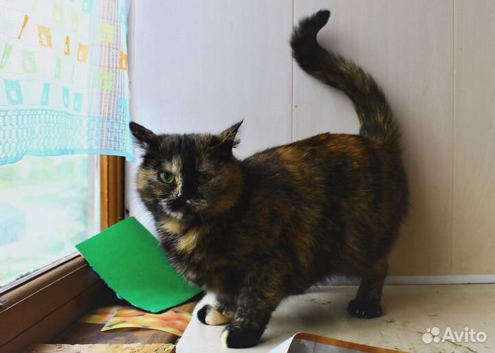 Отдам кошку в добрые руки, стерилизована