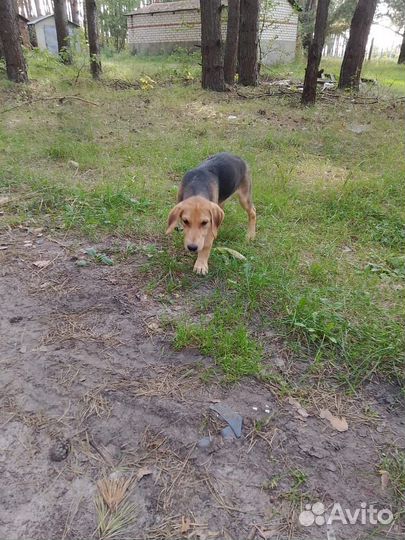 Щенки русской гончей