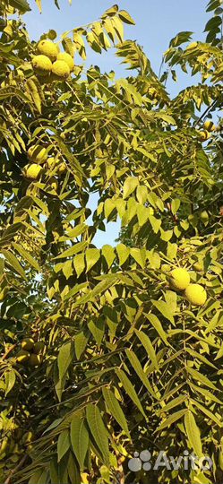 Плоды- семена Черного ореха