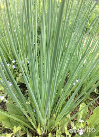 Шнитт-лук рассада