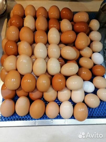 Купить яйца иркутск