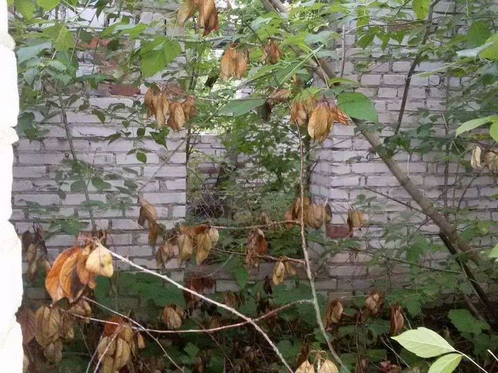 Участок 20 сот. (ИЖС)