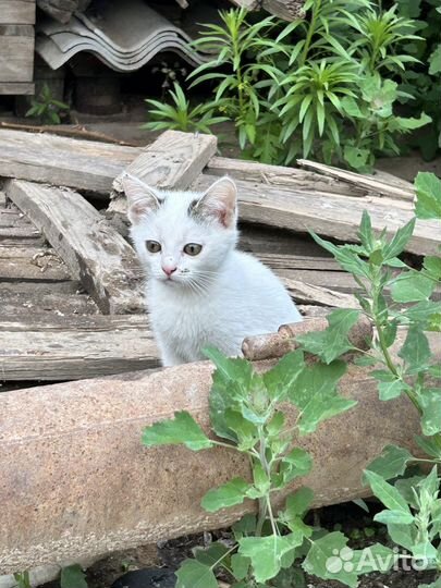 Котенок в добрые руки