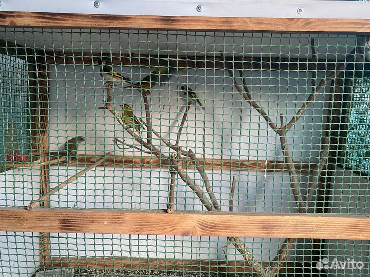 Певчие птицы