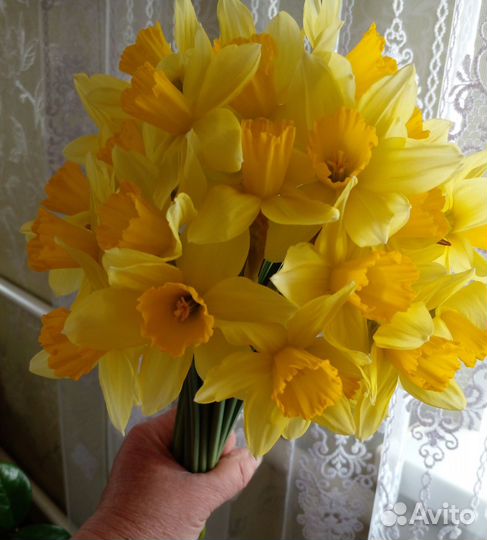 Луковицы Нарциссов