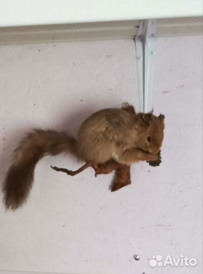 Чучела животных и птиц