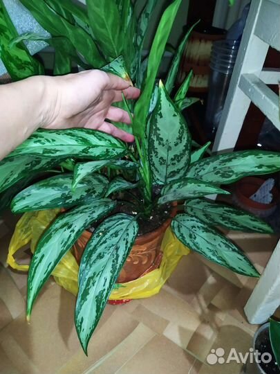 Цветы комнат. в горшках и ростки