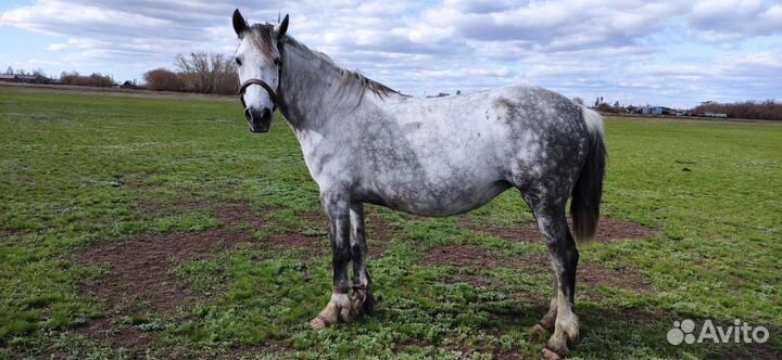 Лошадь кобыла