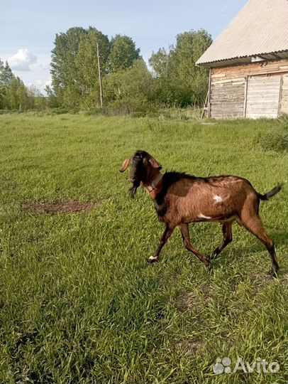 Продам коз и козлят