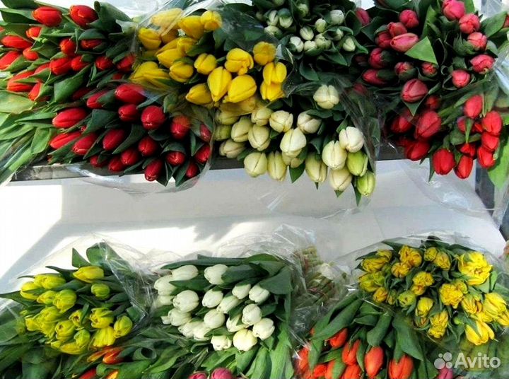 Тюльпаны оптом в наличии