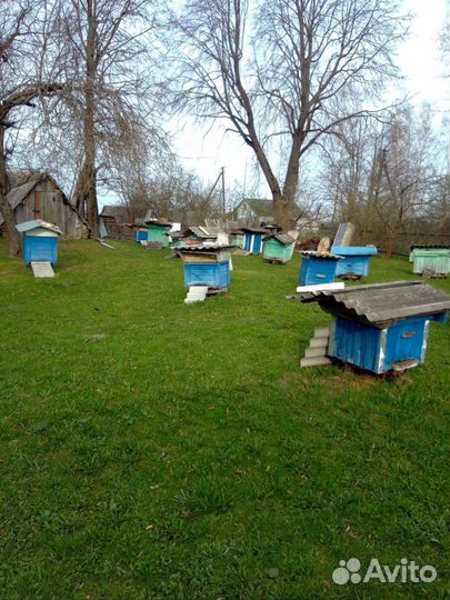 Улей с пчелами