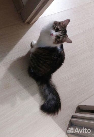 Кошка 1 год Саффи ищет дом