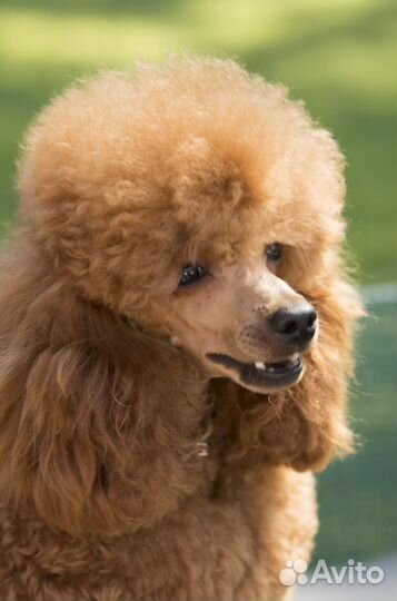 Миниатюрный красный пудель для вязок