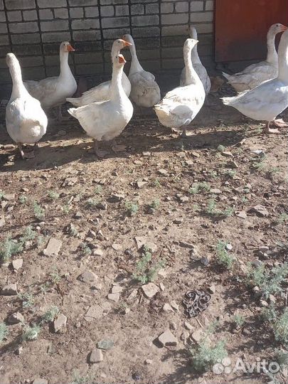 Гуси и гусята