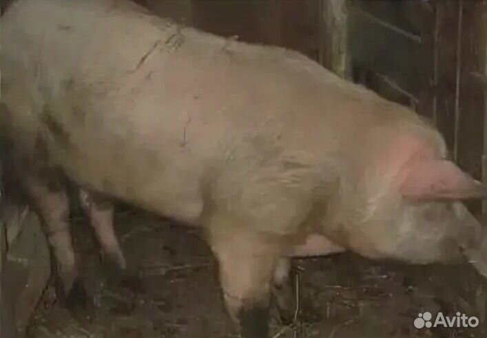 Бык и телка на племя