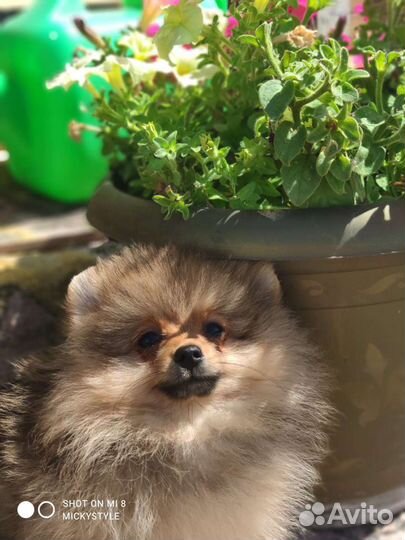 Щенки шпица