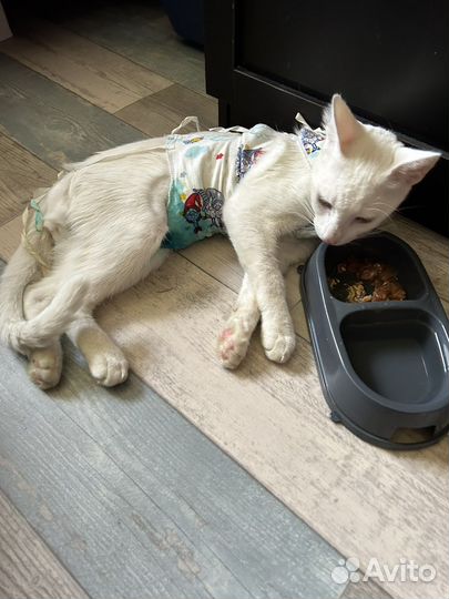 Белый крупный кот в добрые руки