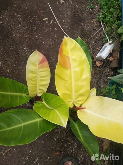 Филодендрон санлайт ред сплеш