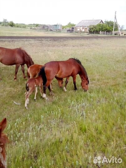 Продам лошадей