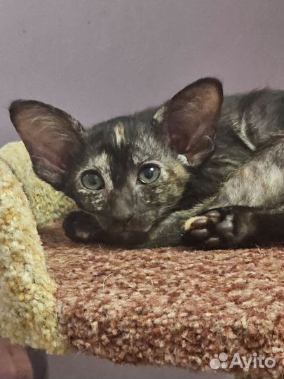 Ориентальные котята