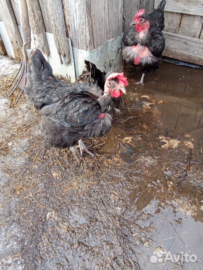 Яйца в инкубатор от кур голошеев