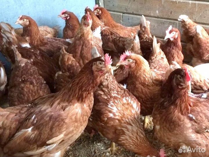 Куры несушки породы Ломан Браун
