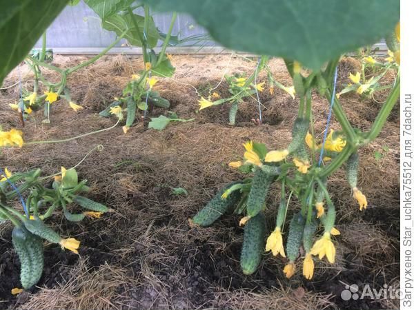 Семена высокоурожайного огурца Гирлянда F1