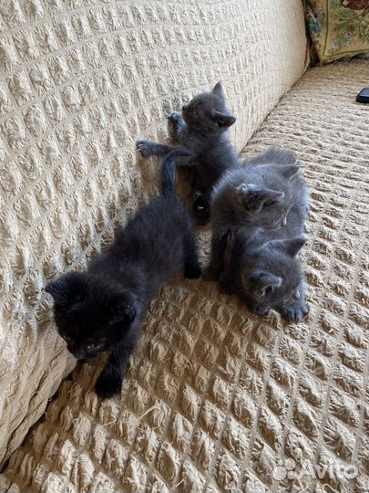 Отдам в добрые руки