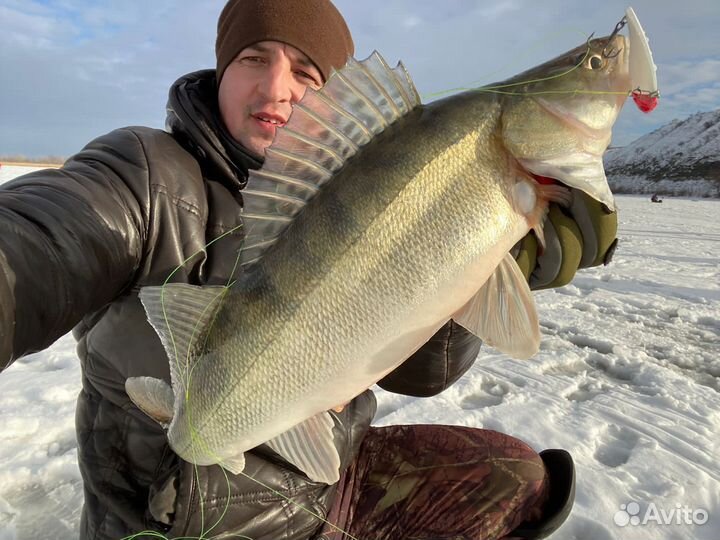 Свежая рыба судак