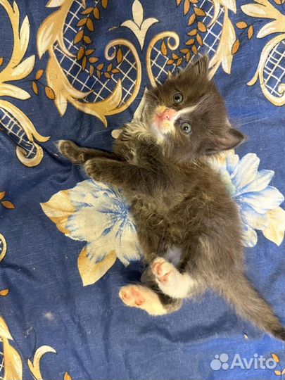 Котята в добрые руки приучены к лотку