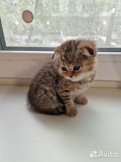 Шотландская золотая шиншилла