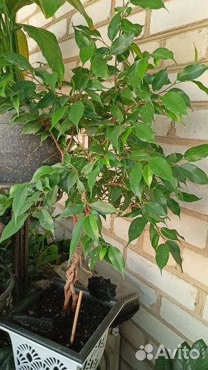 Комнатные цветы